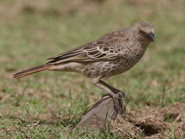 <h3><a href="/trips/tanzania/biota/animalia/chordata/aves/006 galliformes/003 numididae/numida meleagris/numida meleagris-nl.html">Numida&nbsp;meleagris</a> / Helmeted&nbsp;guineafowl / Helmparelhoen</h3>OM-1 Mark II met OLYMPUS M.150-400mm F4.5, 1/2500 sec  bij F5.0, ISO 200, afstand 7.17&nbsp;m